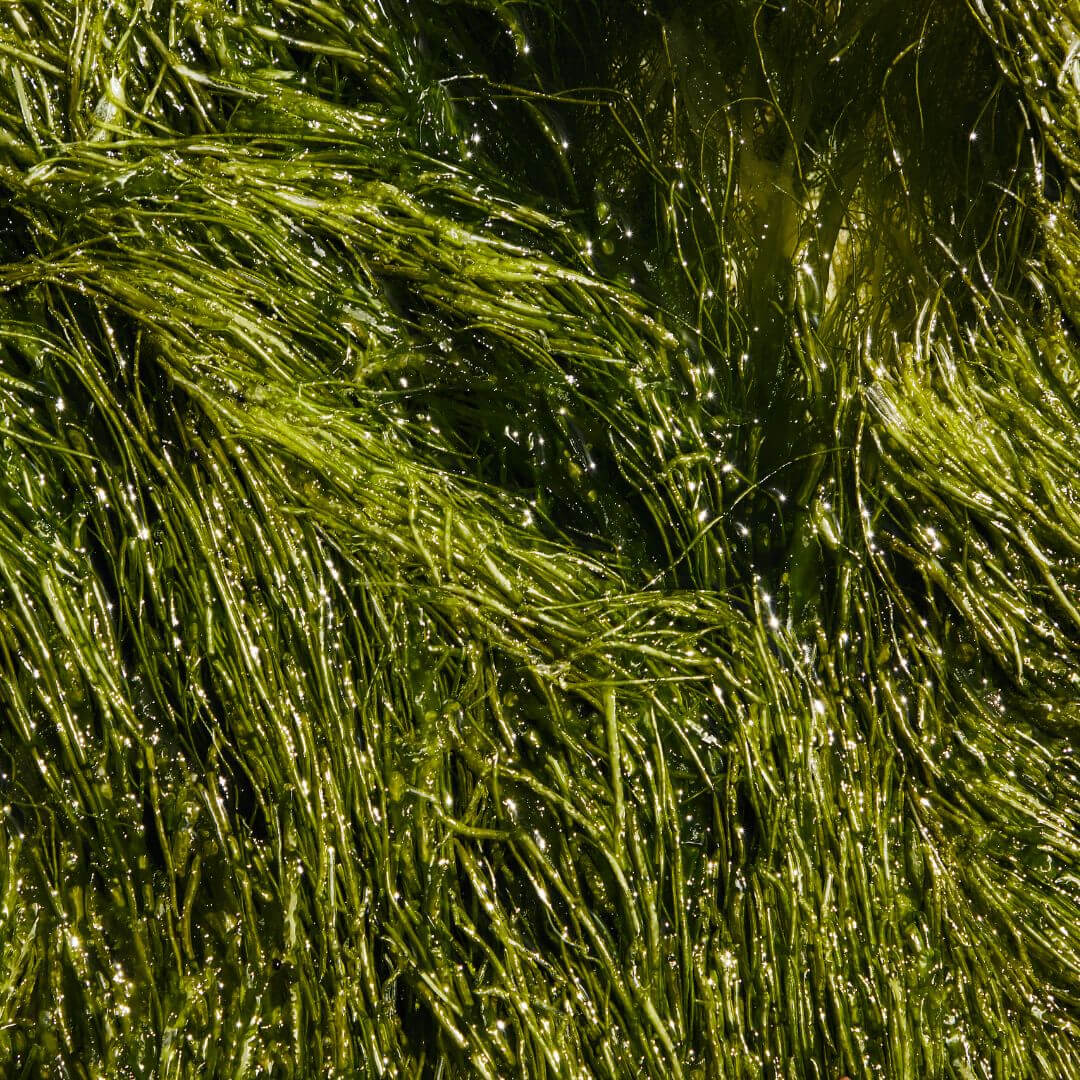 Scalp Therapy- Leave In Treatment For A Dry, Itchy & Dandruff Prone Scalp